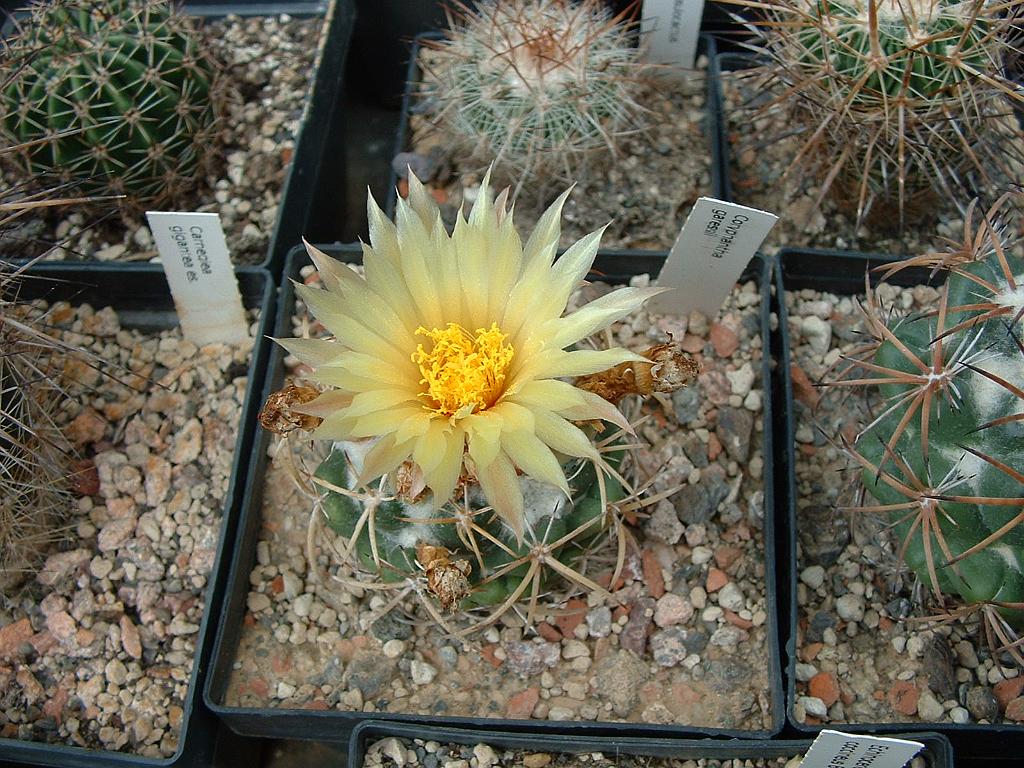 Coryphantha garessii.JPG